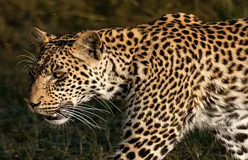 Chobe cheetah