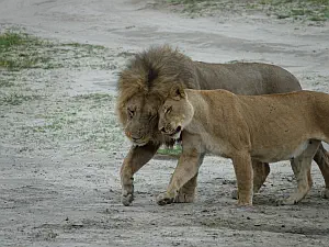 Chobe lioness