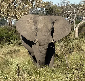 Chobe elephant
