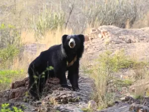 Sloth Bear
