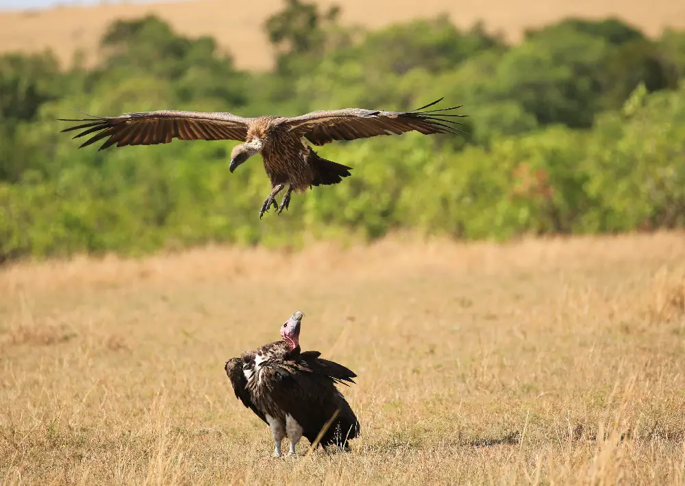 Vultures takeoff