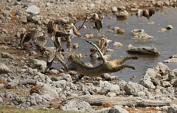 Namibia wildcat