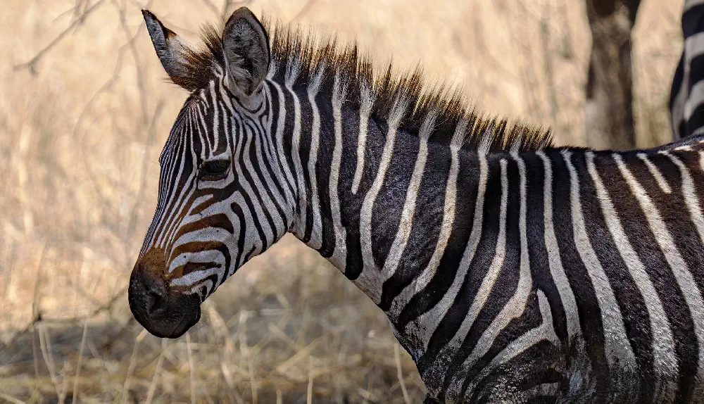 tanzania Small Zebra
