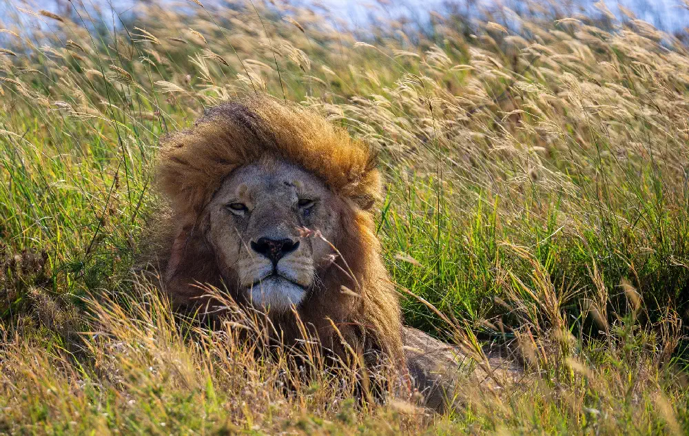 tanzania Male Lion